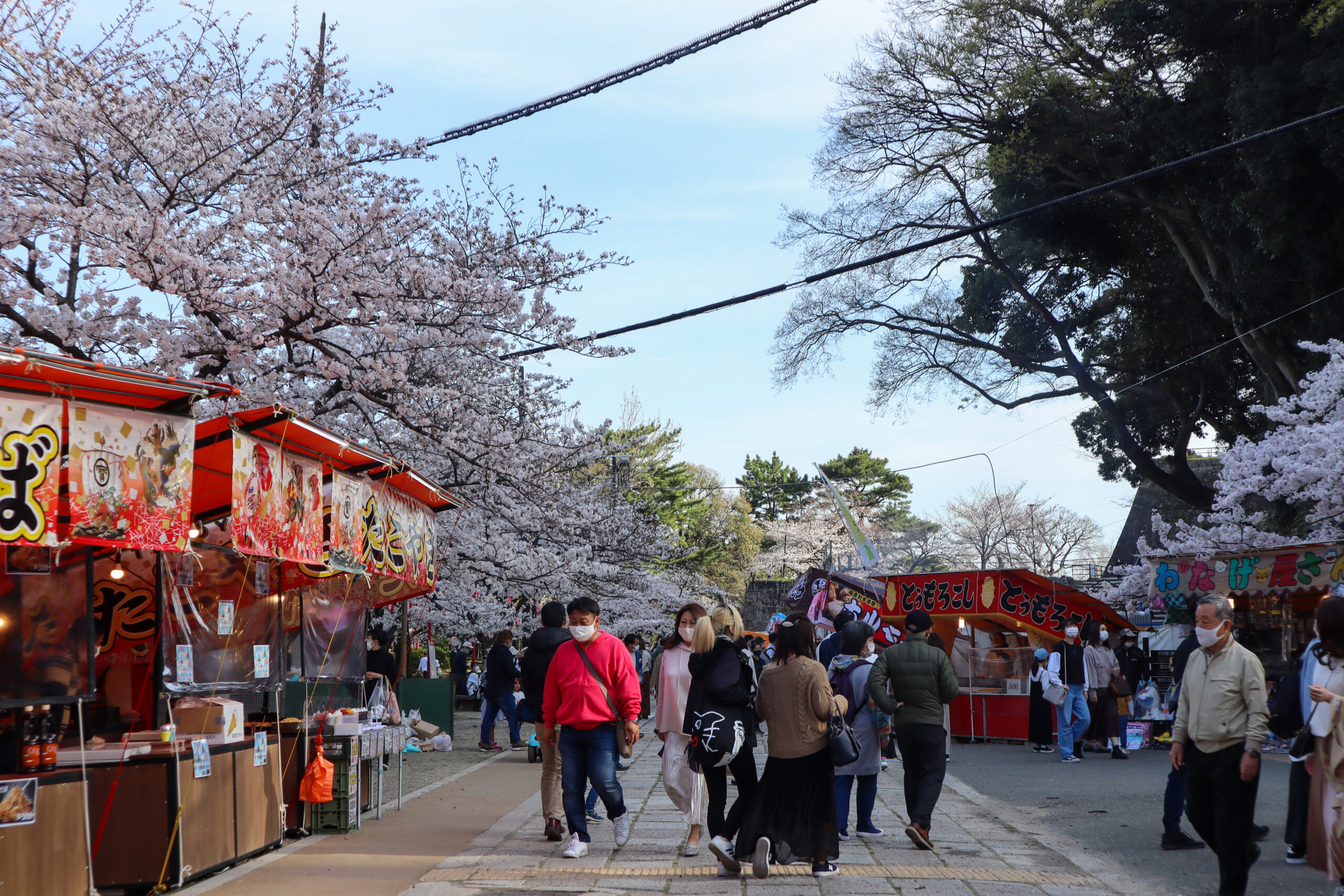 和歌山城では春に桜まつりが行われ、多くの観光客で賑わいます。