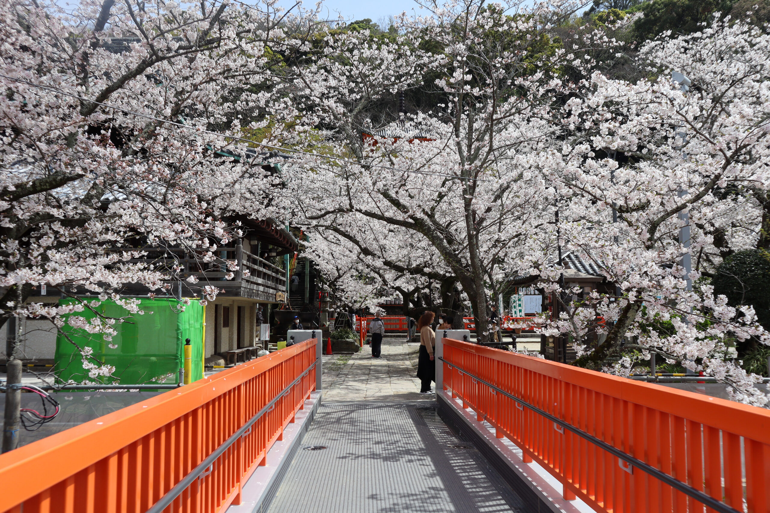 紀三井寺本堂と桜に囲まれた気分になる、エレベーター到着地点から本堂をつなぐ橋